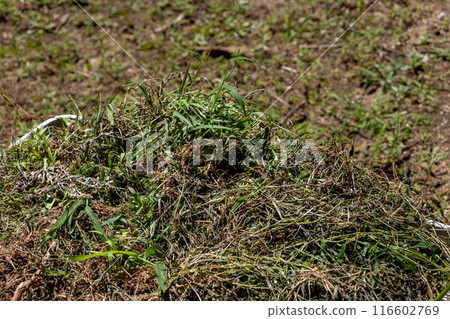 Stacking up pulled weeds 116602769