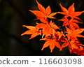 鮮紅的秋葉（紅葉） 116603098