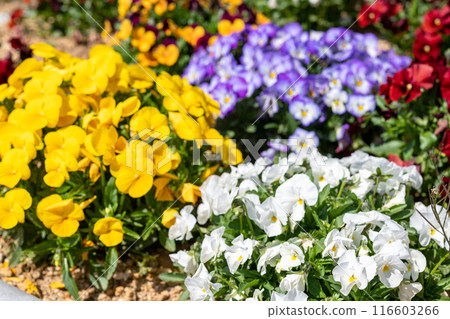 Colorful flower bed Colorful flower bed 116603266