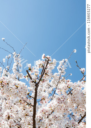 閃耀在藍天的櫻花 116603277