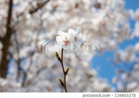 我抬頭看著櫻花 116603278