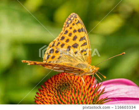 Queen of spain fritillary resting on echinacea flower Queen of spain fritillary resting on echinacea flower 116603334