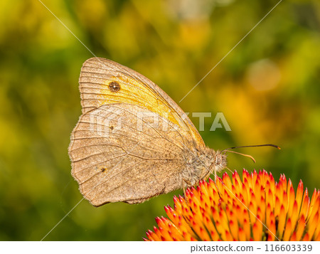 Small heath butterfly resting on echinacea flower 116603339
