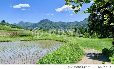 Tochimata rice terraces immediately after rice planting, with the clear blue sky and fresh greenery of May (Takachiho Town, Nishiusuki District, Miyazaki Prefecture) Tochimata rice terraces immediately after rice planting, with the clear blue sky and fresh greenery of May (Takachiho Town, Nishiusuki District, Miyazaki Prefecture) 116603603