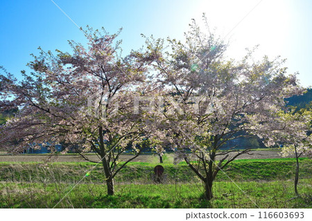 Satoyama Cherry Blossoms (Niigata Prefecture) Satoyama Cherry Blossoms (Niigata Prefecture) 116603693