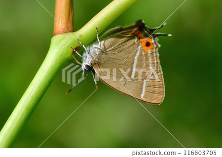 Also known as the flying jewel, the beautiful, shiny emerald green wings of the Jozan Midori Shijimi butterfly fly over the plateau. 116603705