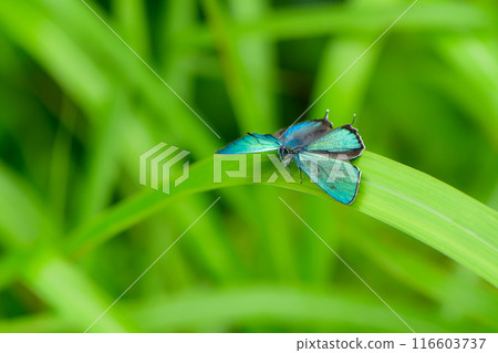 Also known as the flying jewel, the beautiful, shiny emerald green wings of the Jozan Midori Shijimi butterfly fly over the plateau. Also known as the flying jewel, the beautiful, shiny emerald green wings of the Jozan Midori Shijimi butterfly fly over the plateau. 116603737