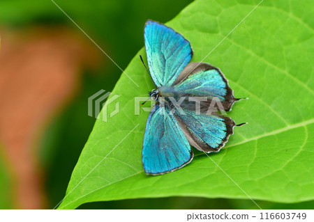 Also known as the flying jewel, the beautiful, shiny emerald green wings of the Jozan Midori Shijimi butterfly fly over the plateau. Also known as the flying jewel, the beautiful, shiny emerald green wings of the Jozan Midori Shijimi butterfly fly over the plateau. 116603749