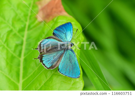 Also known as the flying jewel, the beautiful, shiny emerald green wings of the Jozan Midori Shijimi butterfly fly over the plateau. Also known as the flying jewel, the beautiful, shiny emerald green wings of the Jozan Midori Shijimi butterfly fly over the plateau. 116603751