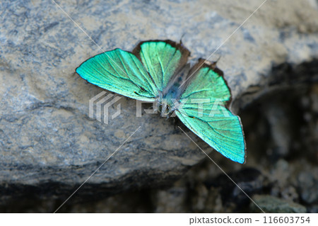 Also known as the flying jewel, the beautiful, shiny emerald green wings of the Jozan Midori Shijimi butterfly fly over the plateau. Also known as the flying jewel, the beautiful, shiny emerald green wings of the Jozan Midori Shijimi butterfly fly over the plateau. 116603754