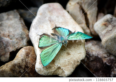 Also known as the flying jewel, the beautiful, shiny emerald green wings of the Jozan Midori Shijimi butterfly fly over the plateau. Also known as the flying jewel, the beautiful, shiny emerald green wings of the Jozan Midori Shijimi butterfly fly over the plateau. 116603757