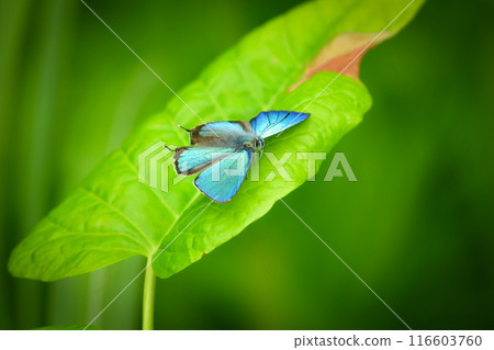 Also known as the flying jewel, the beautiful, shiny emerald green wings of the Jozan Midori Shijimi butterfly fly over the plateau. Also known as the flying jewel, the beautiful, shiny emerald green wings of the Jozan Midori Shijimi butterfly fly over the plateau. 116603760