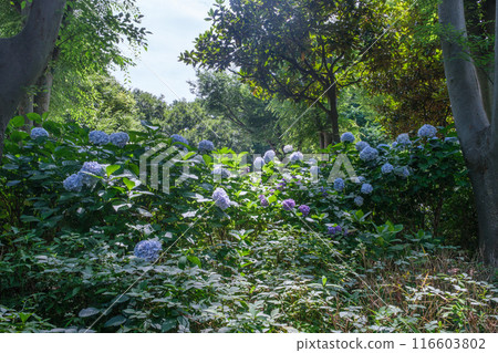新宿中央公園繡球花巷 東京新宿區 新宿中央公園繡球花巷 東京新宿區 116603802