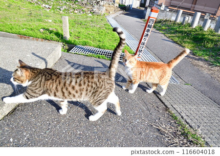 Stray cats 116604018