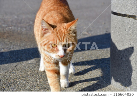 Stray cats Stray cats 116604020