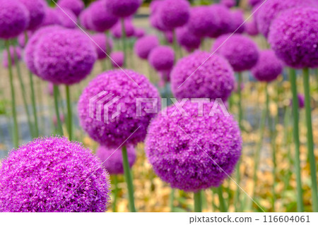 Allium shining against the blue sky Allium shining against the blue sky 116604061