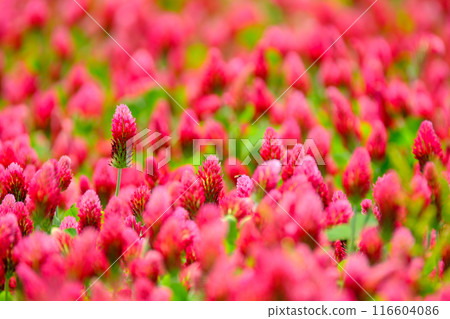 Crimson Clover 116604086