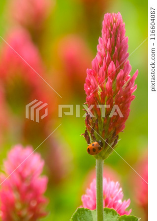 Crimson Clover 116604087