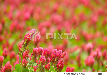 Crimson Clover 116604089