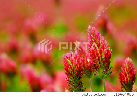 Crimson Clover 116604090