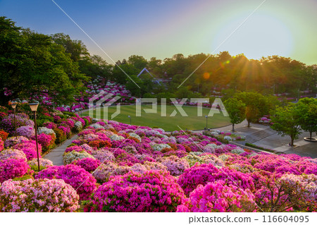 杜鵑花的森林 116604095