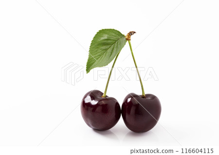 白色背景上的美國櫻桃 白色背景上的美國櫻桃 116604115