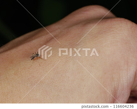 Blood-sucking Asian tiger mosquito insect 116604236
