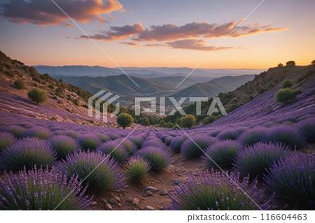 Lavender blooms in the field. sunset or sunrise over a lavender field. Lavender blooms in the field. sunset or sunrise over a lavender field. 116604463