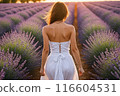 Woman in white dress walking by lavender flowers field at sunset 116604531