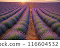 Lavender blooms in the field. sunset or sunrise over a lavender field. 116604532