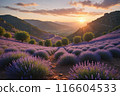 Lavender blooms in the field. sunset or sunrise over a lavender field. 116604533