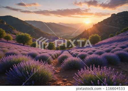 Lavender blooms in the field. sunset or sunrise over a lavender field. Lavender blooms in the field. sunset or sunrise over a lavender field. 116604533