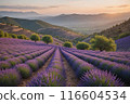 Lavender blooms in the field. sunset or sunrise over a lavender field. 116604534