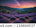 Lavender blooms in the field. sunset or sunrise over a lavender field. 116604537
