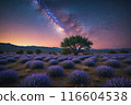 Lavender field at night, amazing landscape with starry sky, milky way and glow of sunrise 116604538