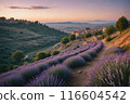 Lavender blooms in the field. sunset or sunrise over a lavender field. 116604542