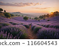 Lavender blooms in the field. sunset or sunrise over a lavender field. 116604543