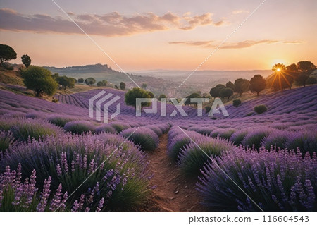 Lavender blooms in the field. sunset or sunrise over a lavender field. Lavender blooms in the field. sunset or sunrise over a lavender field. 116604543