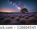 Lavender field at night, amazing landscape with starry sky, milky way and glow of sunrise 116604545