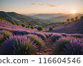 Lavender blooms in the field. sunset or sunrise over a lavender field. 116604546