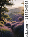 Lavender blooms in the field. sunset or sunrise over a lavender field. 116604548