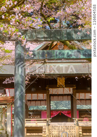Shrine covered with cherry blossoms Shrine covered with cherry blossoms 116604588