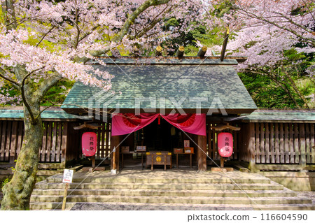 可以觀賞盛開的櫻花和金色鳥居的神社 可以觀賞盛開的櫻花和金色鳥居的神社 116604590