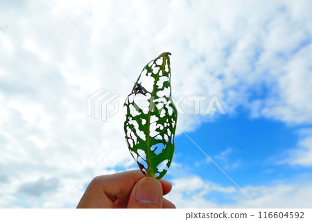 A hole in a leaf caused by insects, holding the leaf up to the sky A hole in a leaf caused by insects, holding the leaf up to the sky 116604592