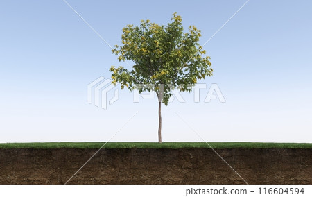 Deciduous tree and soil cut under it. Isolated garden element, 3D illustration, cg render Deciduous tree and soil cut under it. Isolated garden element, 3D illustration, cg render 116604594