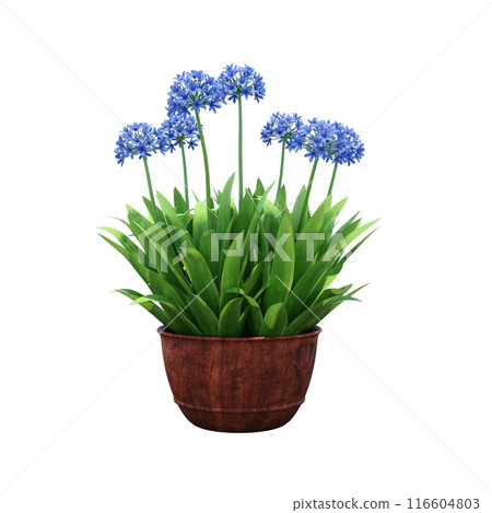 decorative flower in a pot isolated on white background, 3D illustration, cg render decorative flower in a pot isolated on white background, 3D illustration, cg render 116604803
