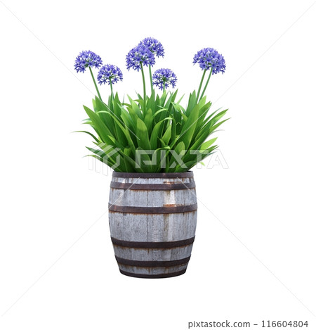 decorative flower in a pot isolated on white background, 3D illustration, cg render decorative flower in a pot isolated on white background, 3D illustration, cg render 116604804