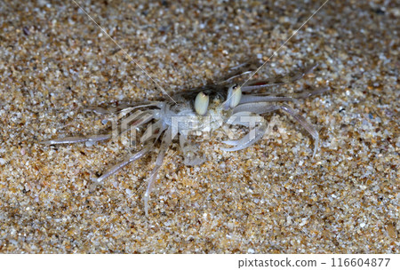 small crab on the beach, night shooting by the ocean small crab on the beach, night shooting by the ocean 116604877