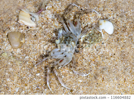 small crab on the beach, night shooting by the ocean 116604882