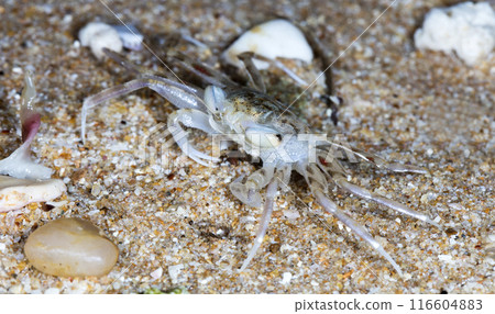 small crab on the beach, night shooting by the ocean small crab on the beach, night shooting by the ocean 116604883